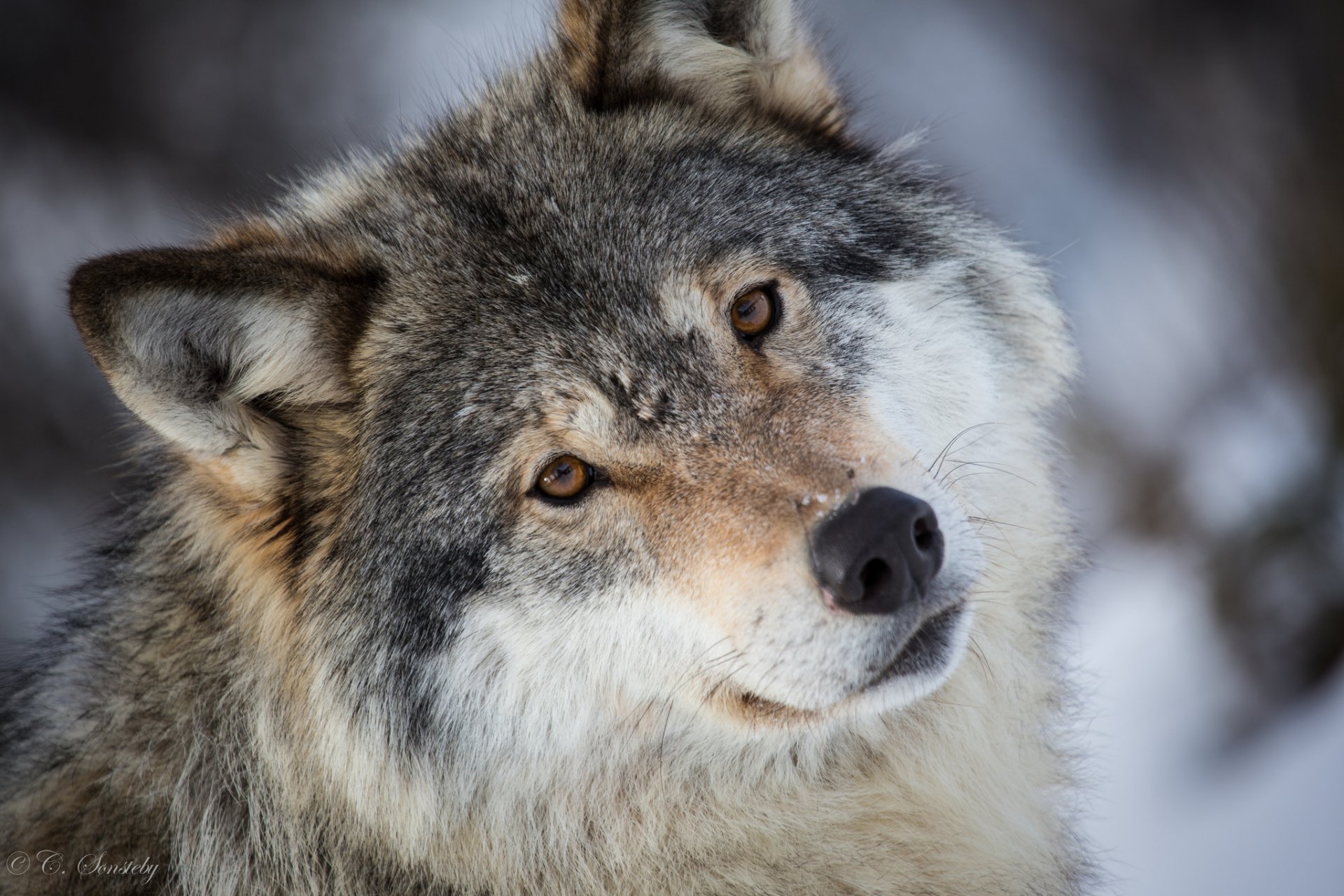 Wolf Grey Predator Face Portrait HD Wallpaper