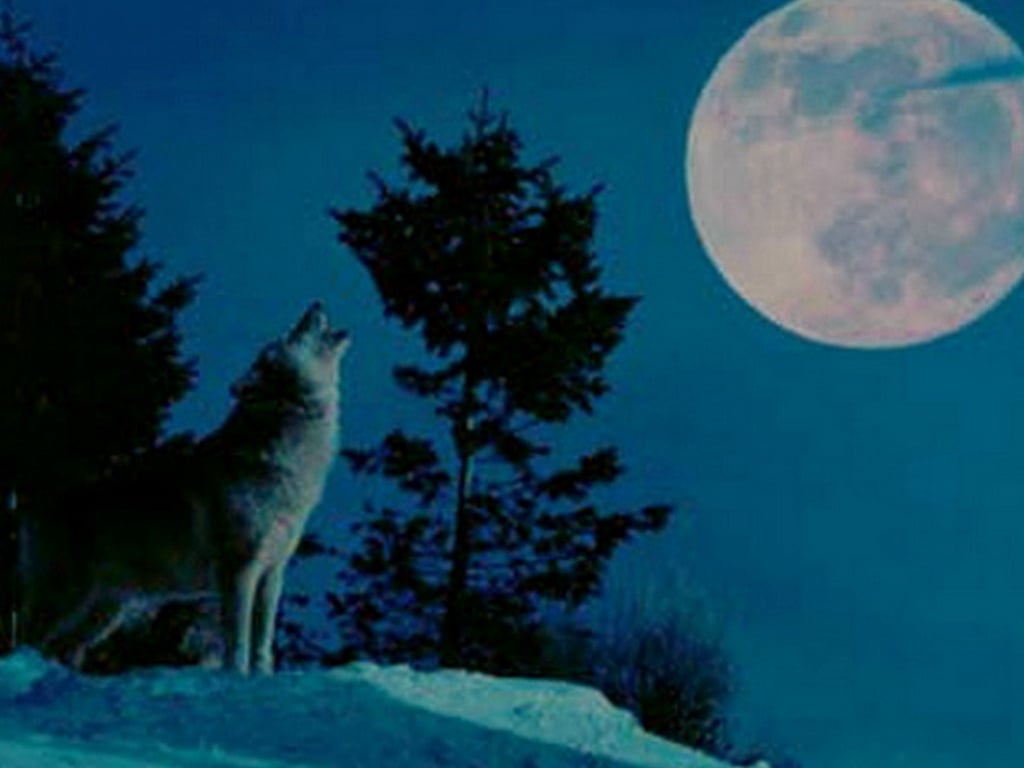 Wolf Moon Wallpaper 10966 Hd Wallpapers in Animals   Imagescicom