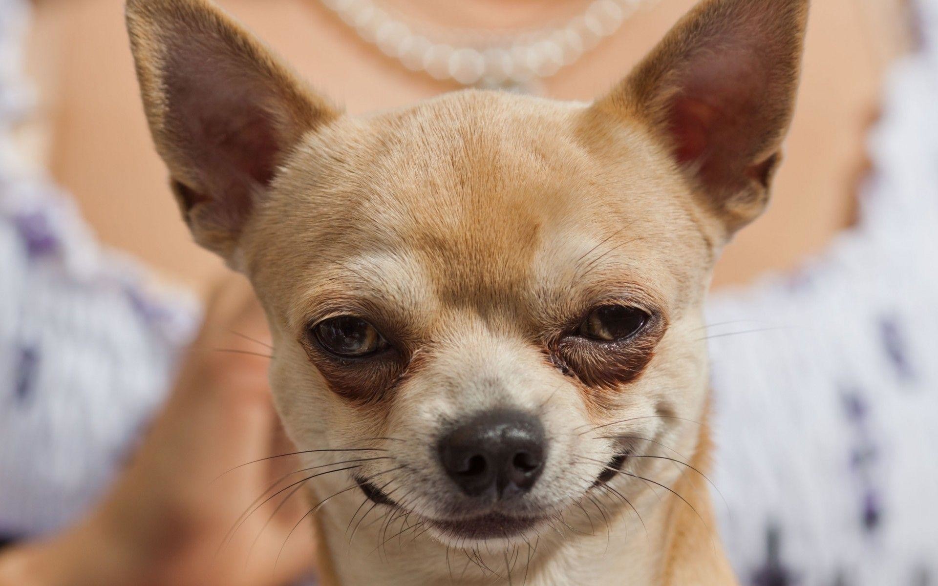 Chihuahua Wallpaper For Desktop