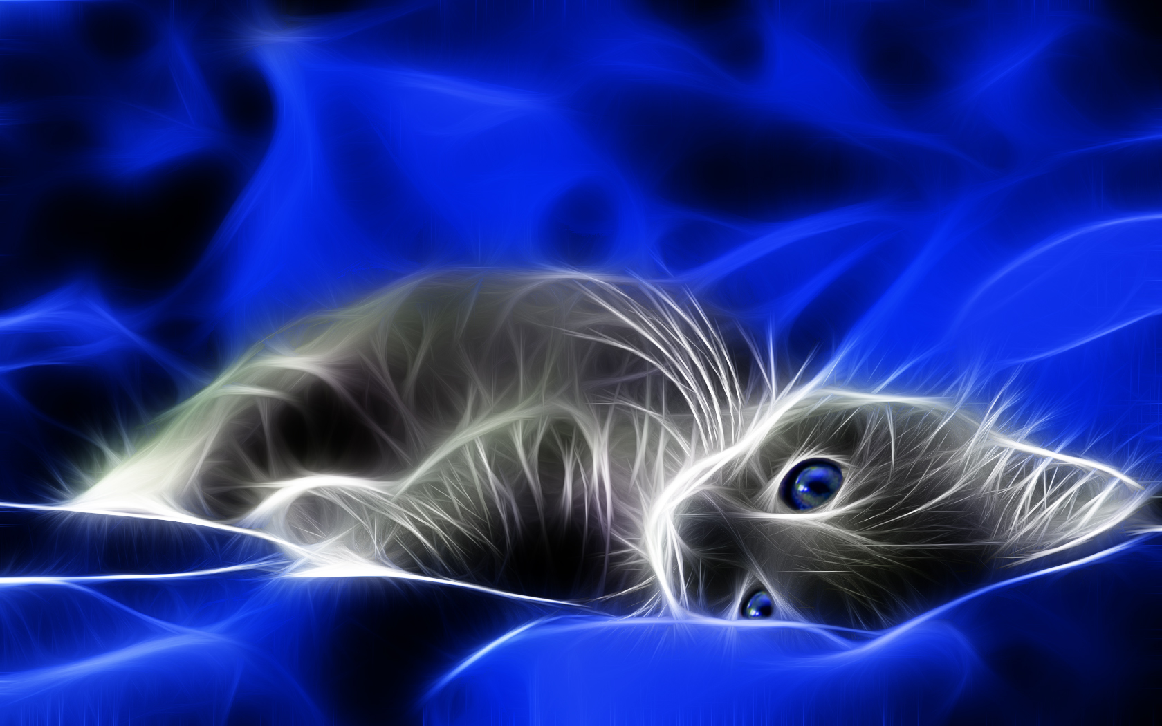 Eyed Kitten Wallpaper 3d F R Desktop Bilder