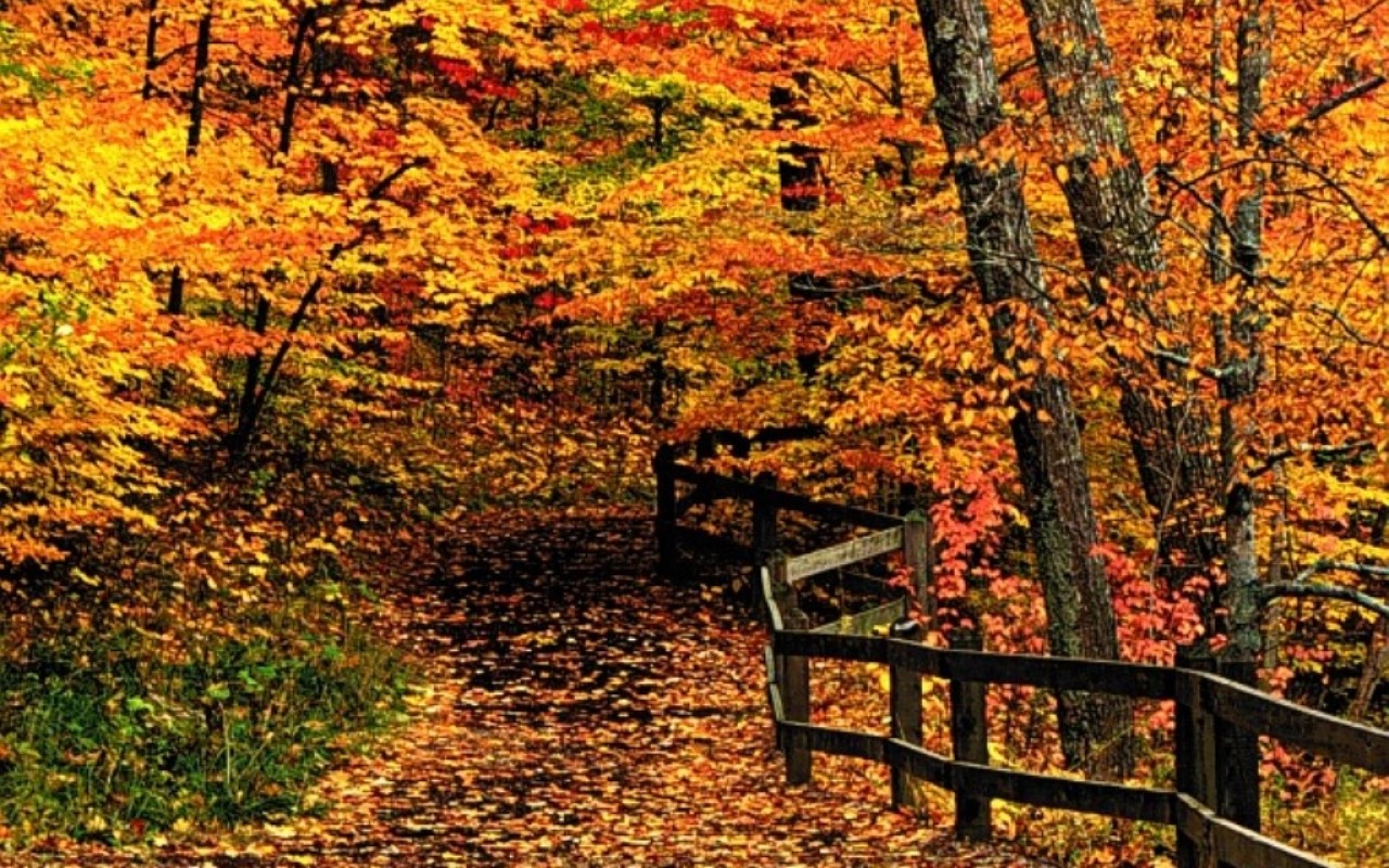 ScreenHeaven New England autumn colors forests paths