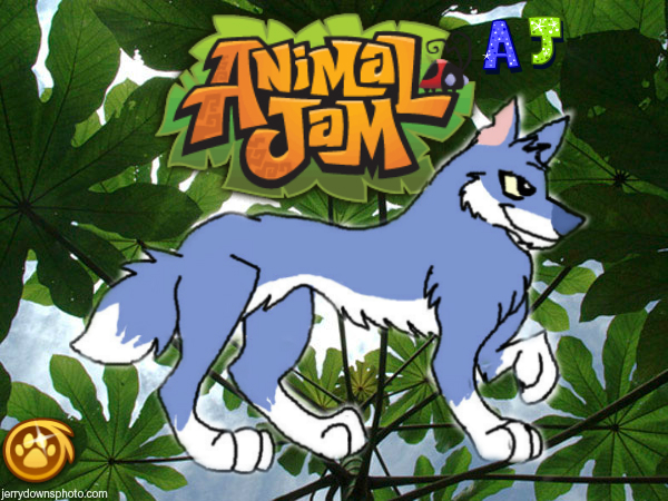 Animal Jam Wolf By Rainbow Tigris