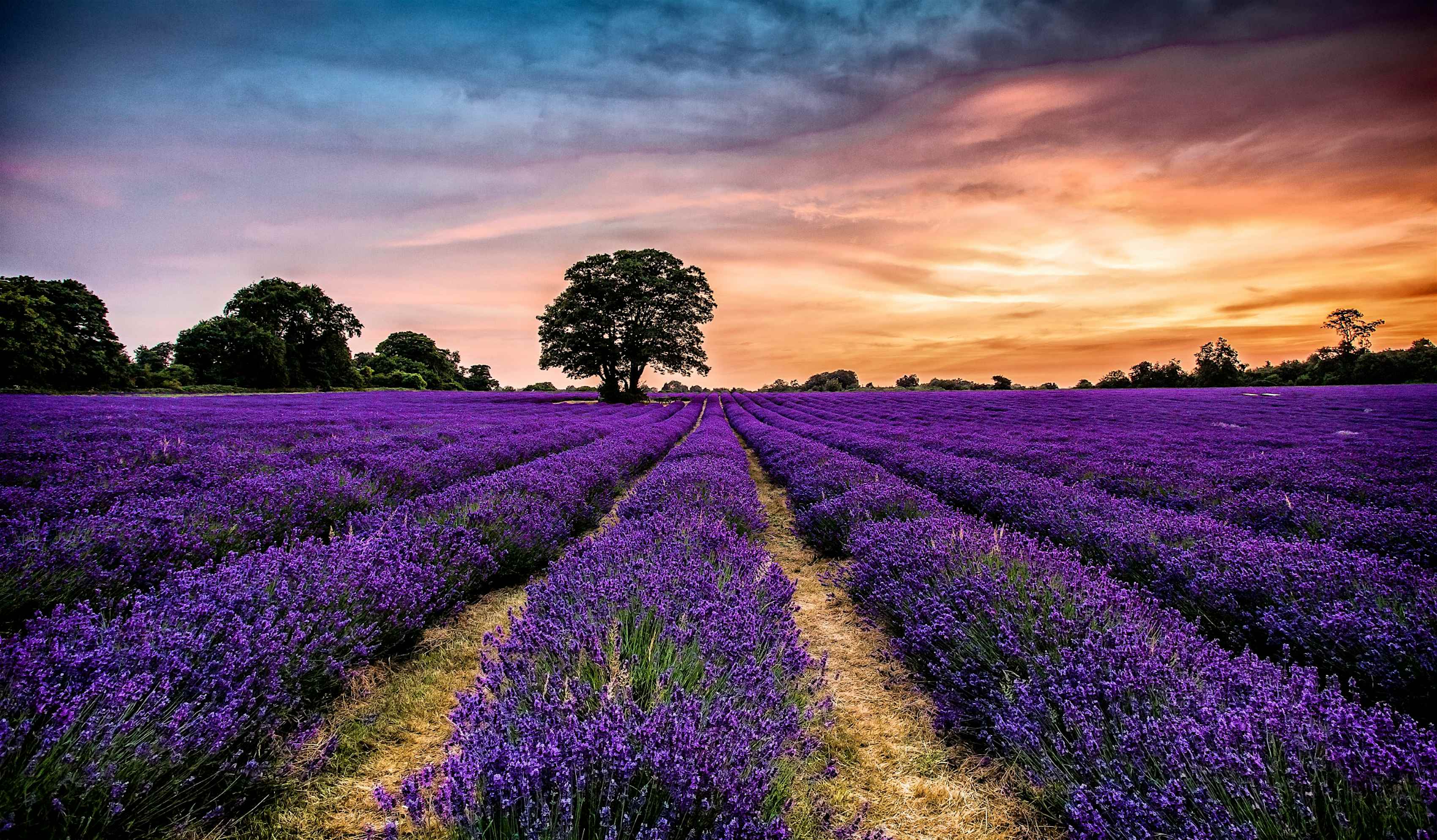 Take A Trip To One Of These Stunning English Lavender Fields Now Open Wallpaper