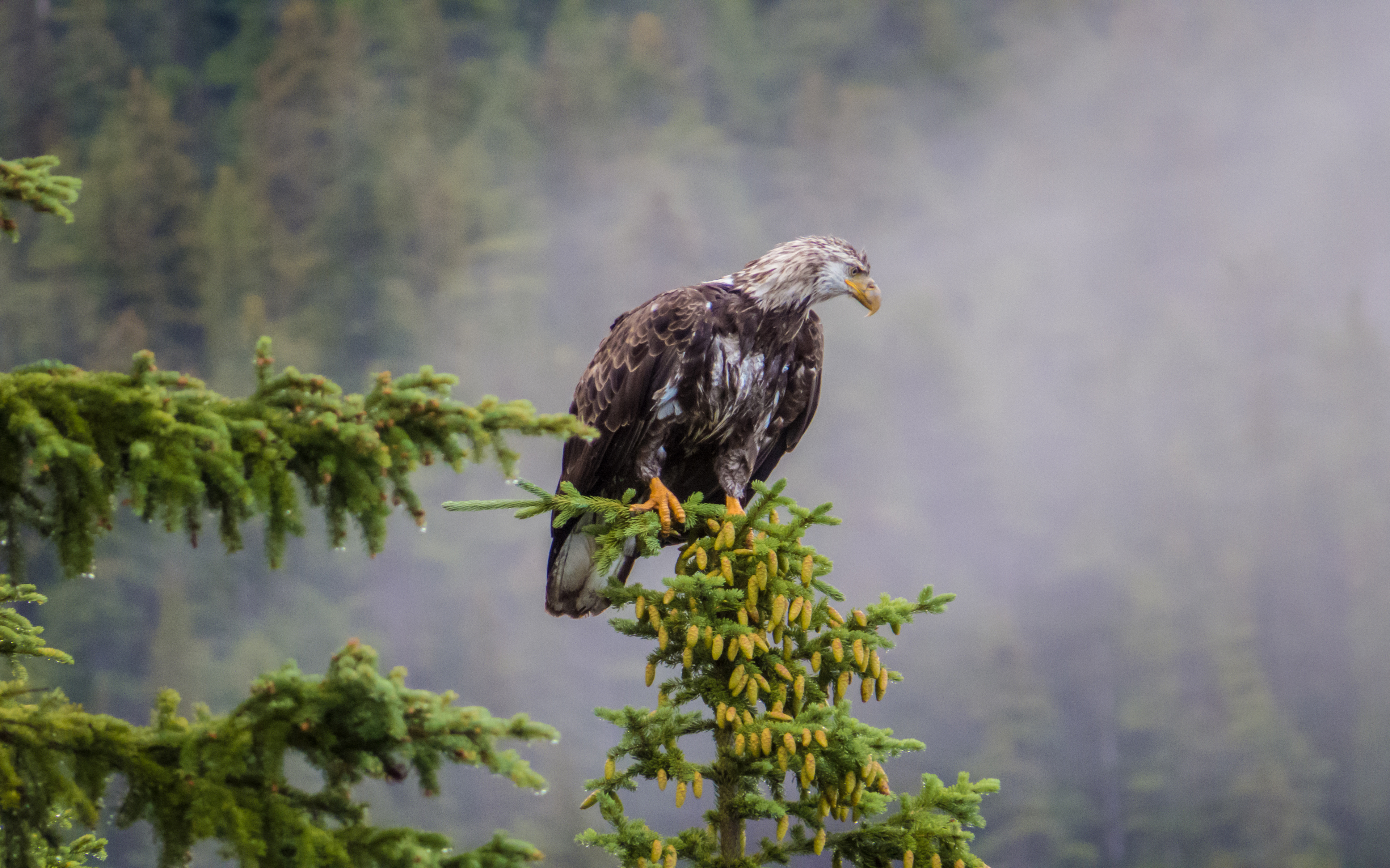 Bald eagle on a tree wallpapers and images   wallpapers pictures