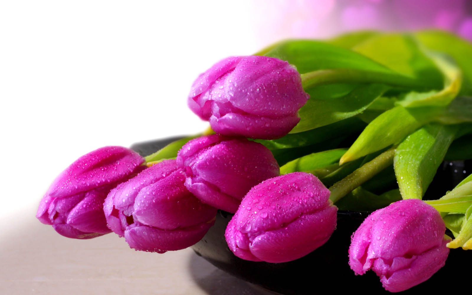 Tag Purple Tulips Flowers Wallpapers Backgrounds Photos Images and