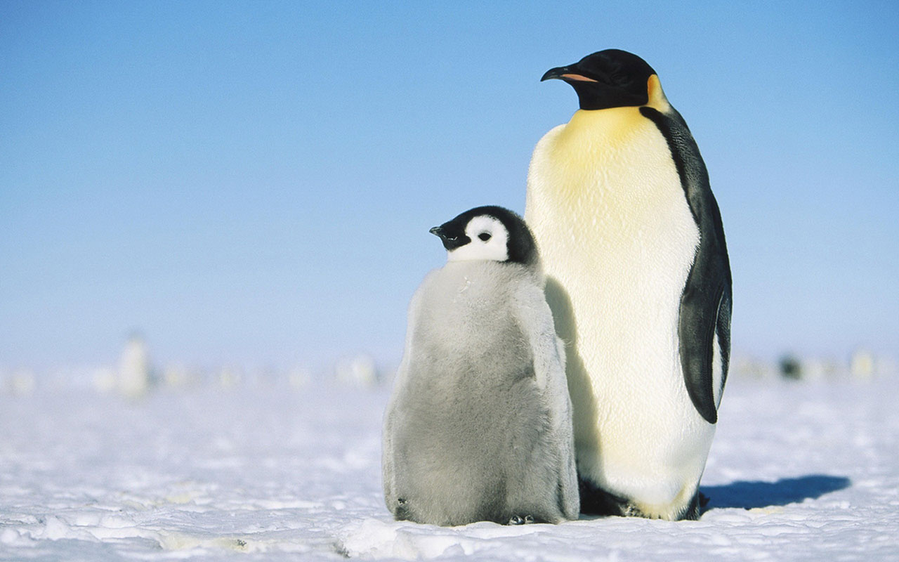 Stay Meng Of The Penguins HD Desktop Wallpaper Animal
