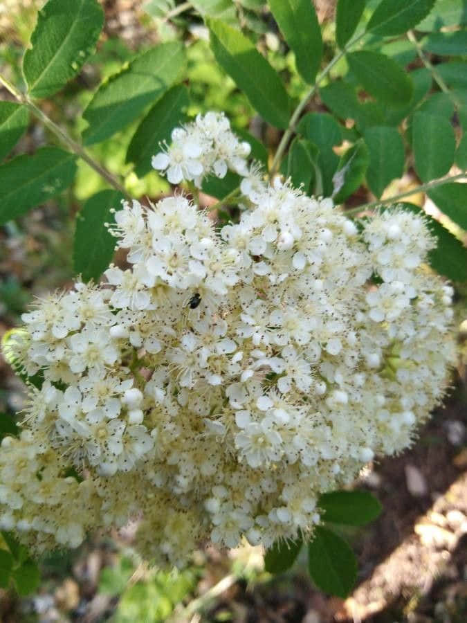 Black Locust X Wallpaper