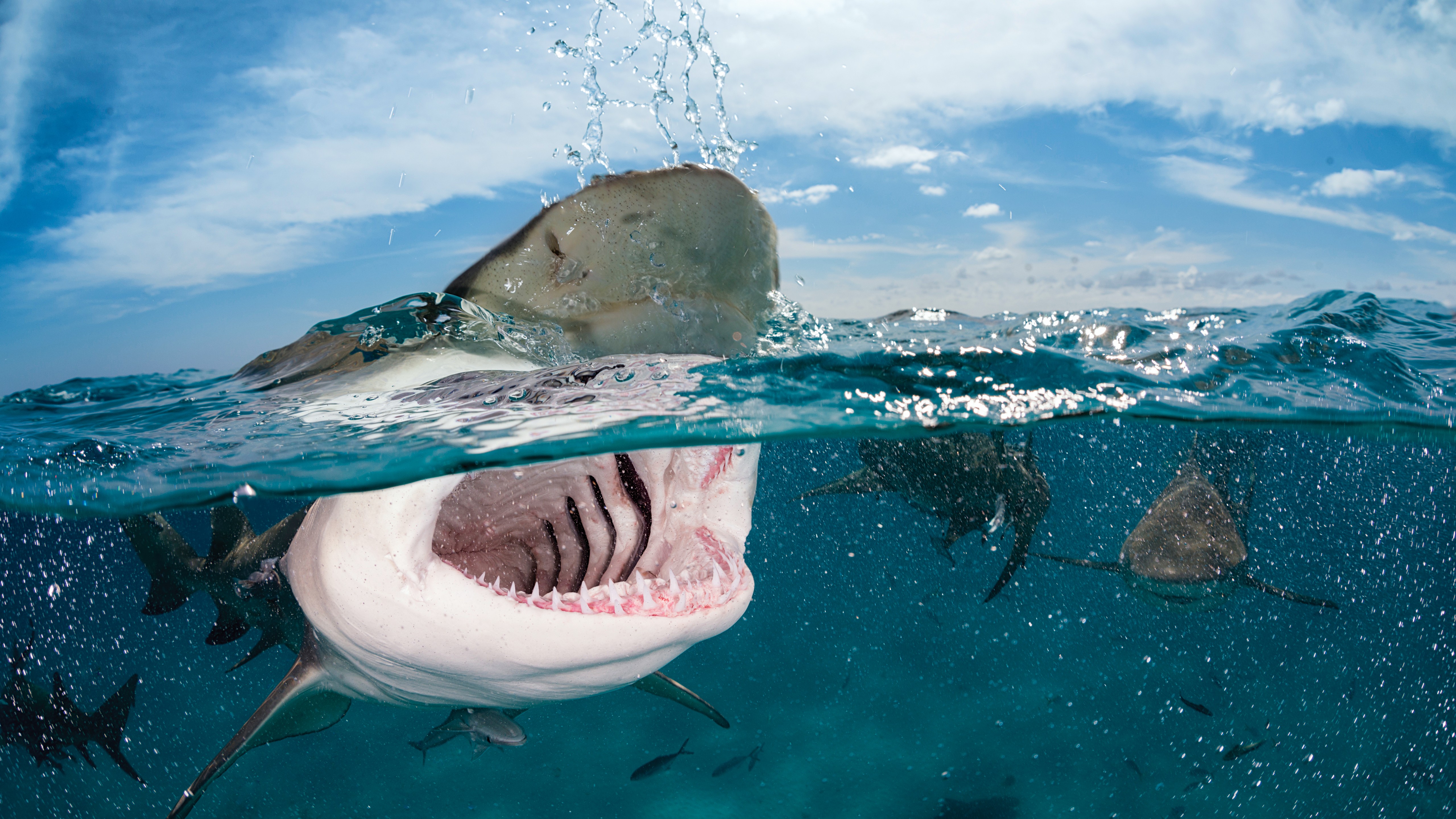 Wallpaper Shark 5k 4k 8k Indian Caribbean Atlantic
