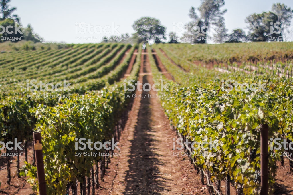 Straight Rows Of Vineyards In Napa Valley California Low Vantage