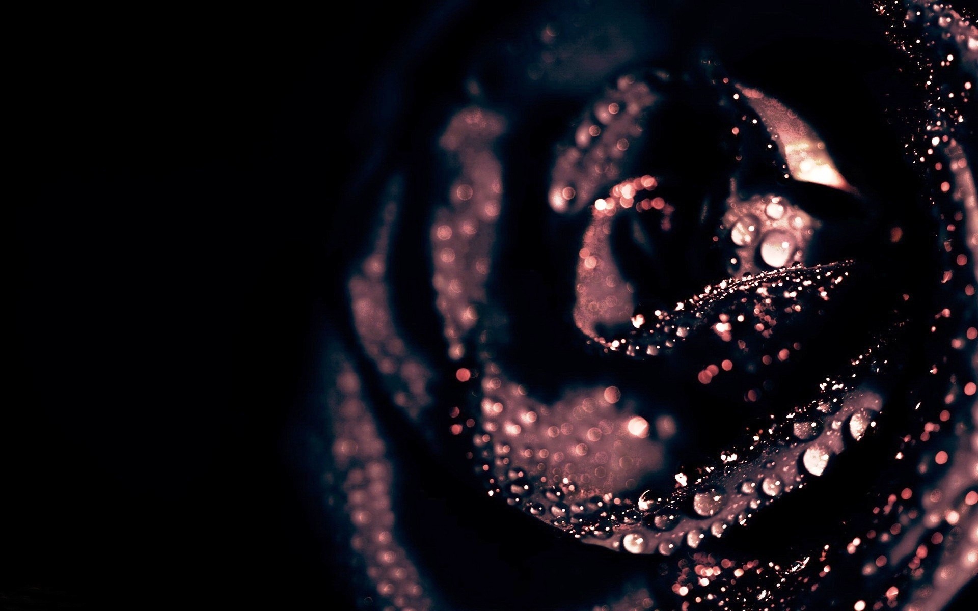 Nature Flowers Black Rose Hd Wallpaper