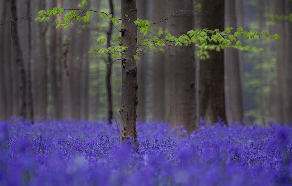 Wallpaper forest trees spring flowers lilac wallpapers nature 596x380