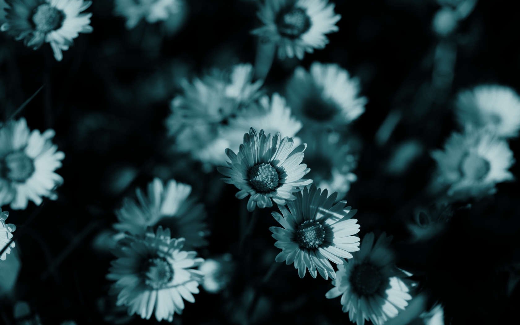 Dark Flowers Monochrome HD Wallpaper Background Fresh