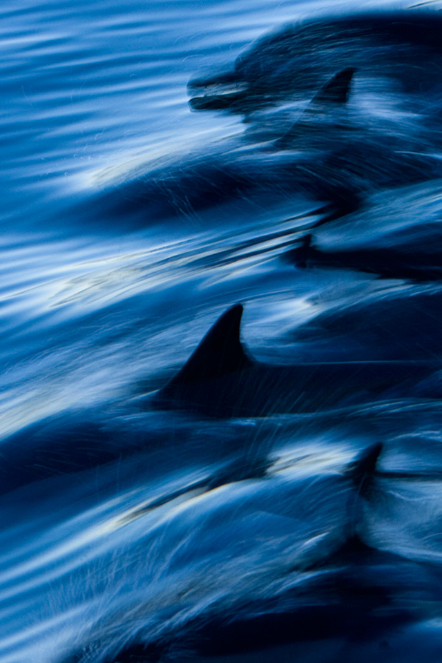 Dolphins Swimming Swim Wallpaper Background Quoteko