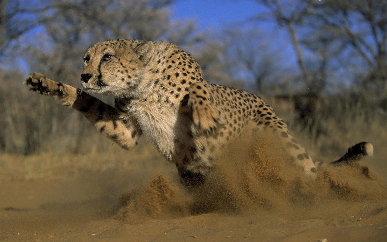 Picture of a attacking cheetah
