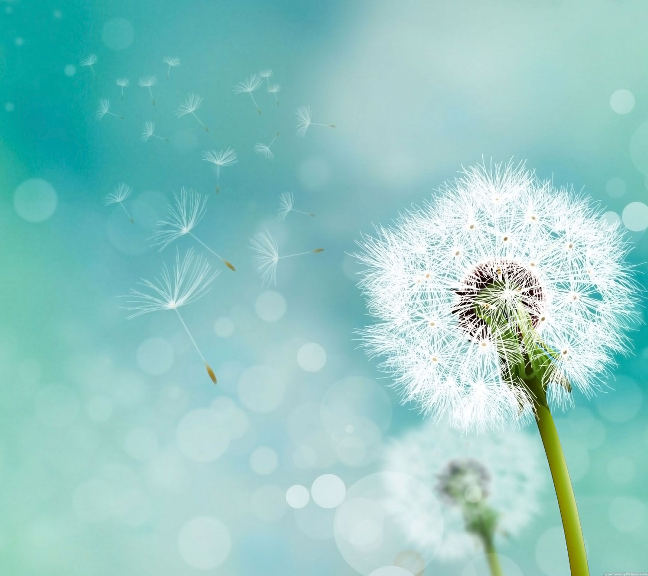Flying Dandelion Background Image All White