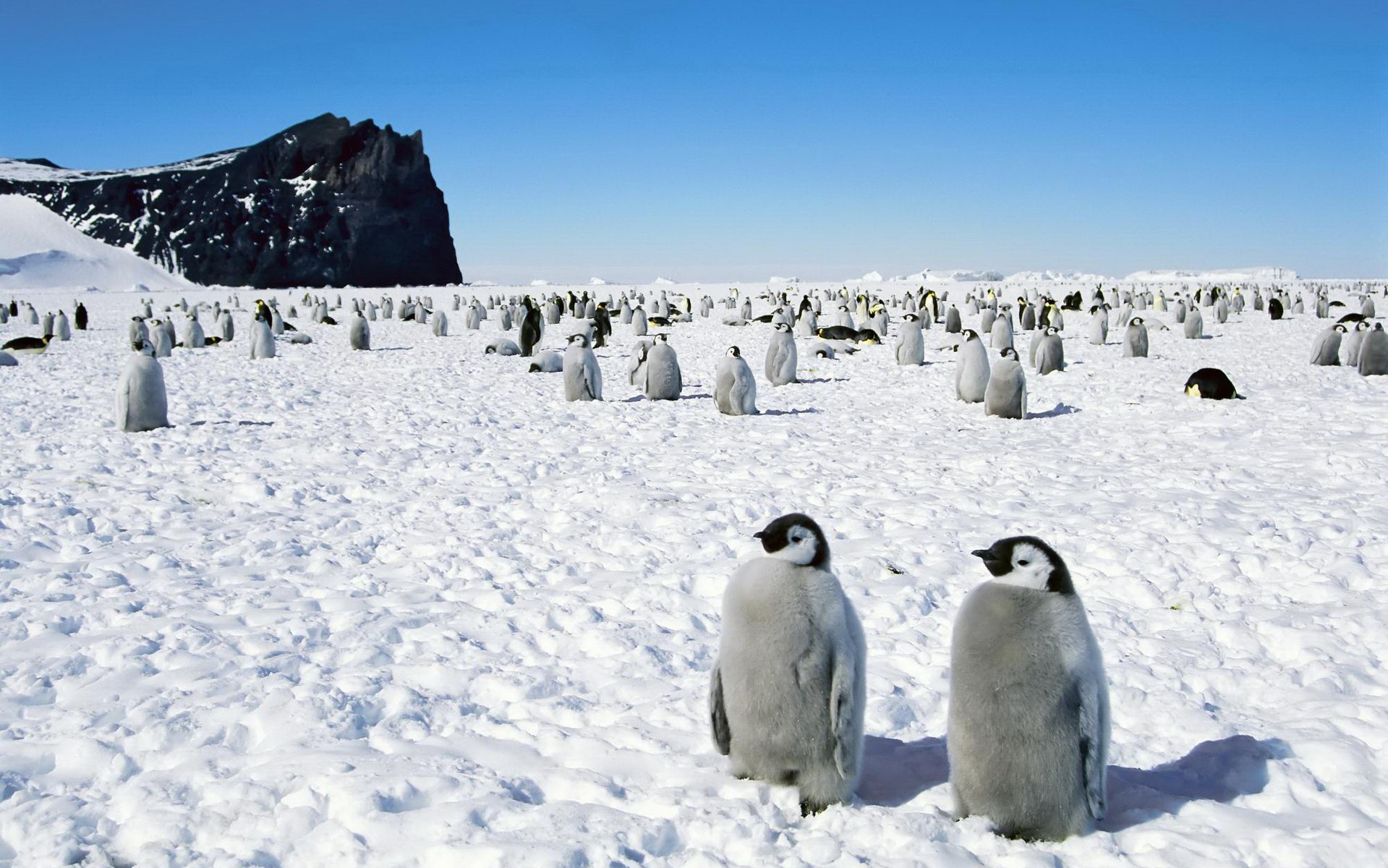 Cute Penguins HD Wallpaper