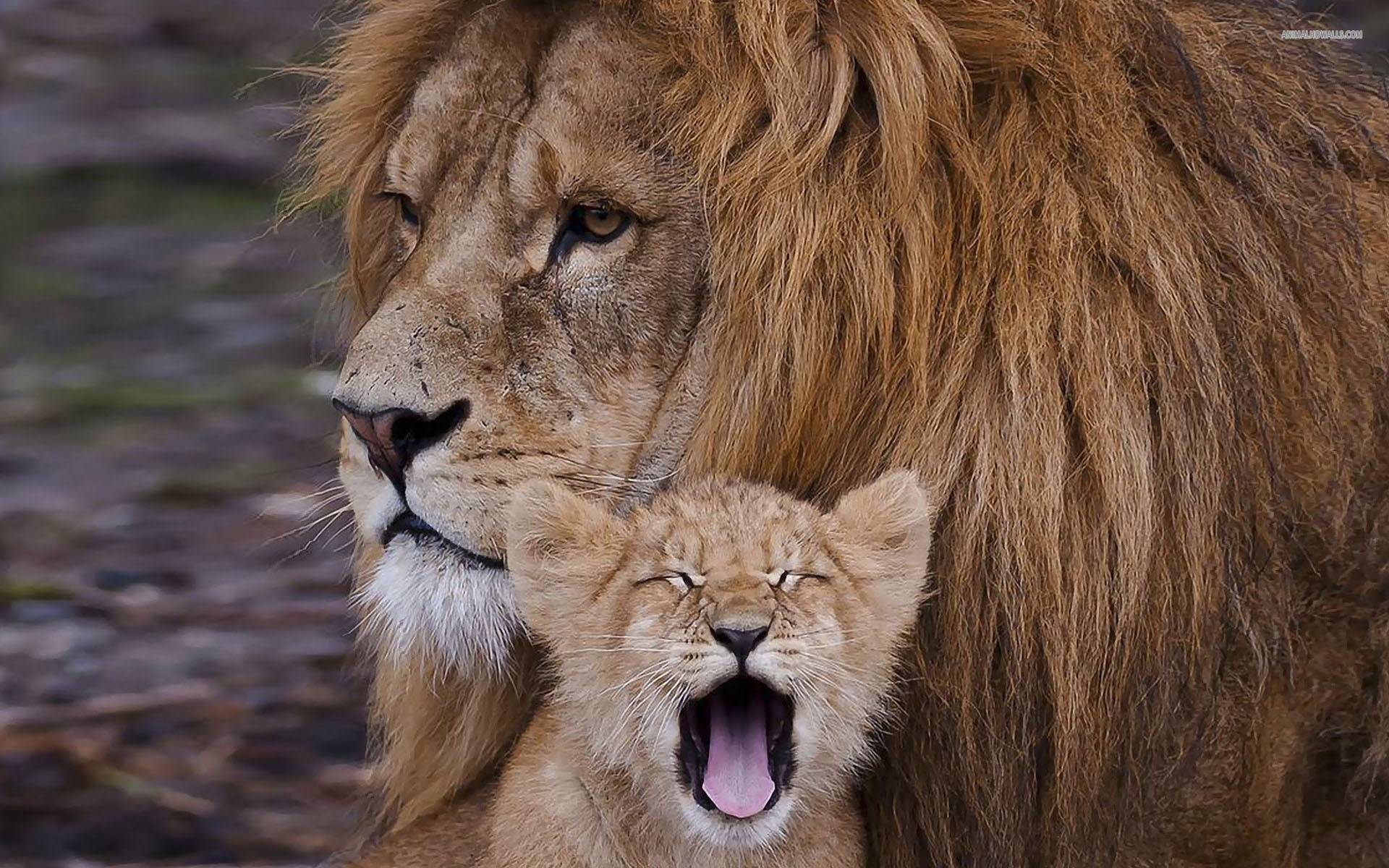 Pics Photos Lion And Cub Tattoos Wallpaper