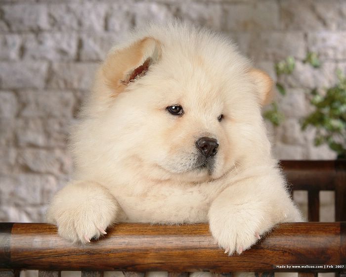 Chow Puppies Photographs Fluffy Puppy Wallpaper