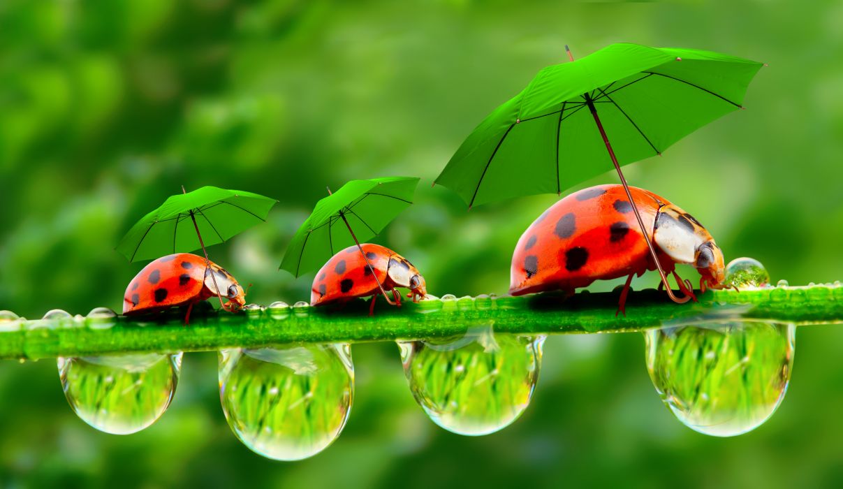 Ladybugs Insects Umbrella Drops Three Humor Animals Wallpaper