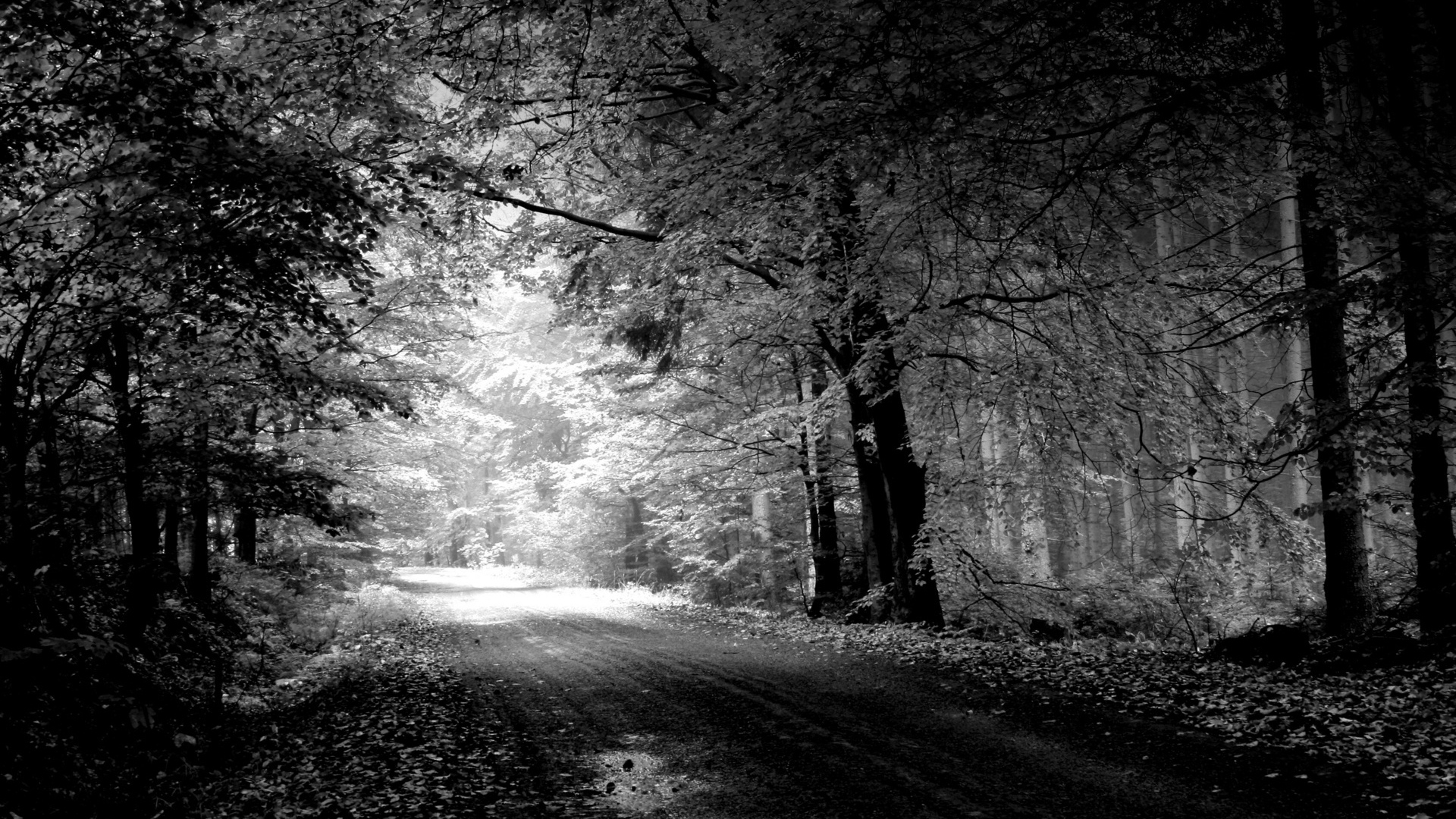 Road Autumn Black And White Trees Pool Full HD 1080p Background