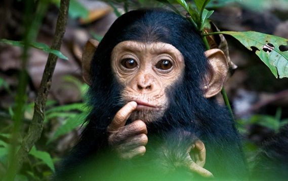Just A Portrait Of Cute Baby Chimpanzee Monkeys Lover