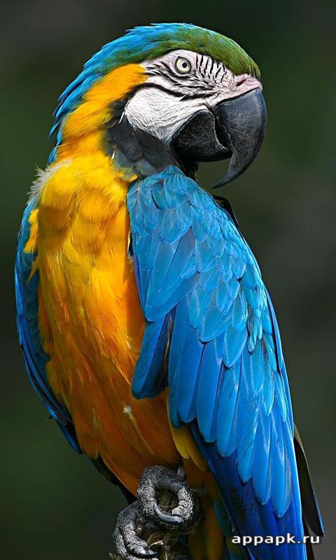 Macaw Parrot HD Live Wallpaper