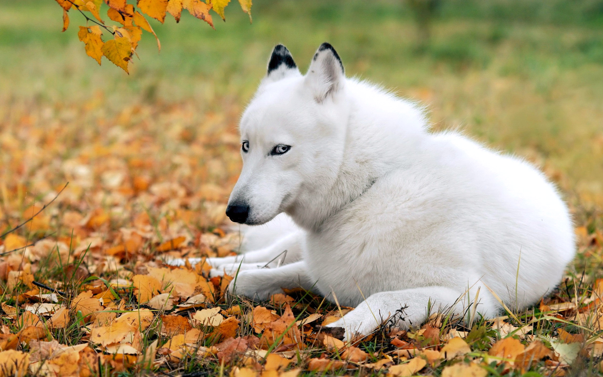 White Dog Husky Wallpaper HD Desktop And Mobile Background