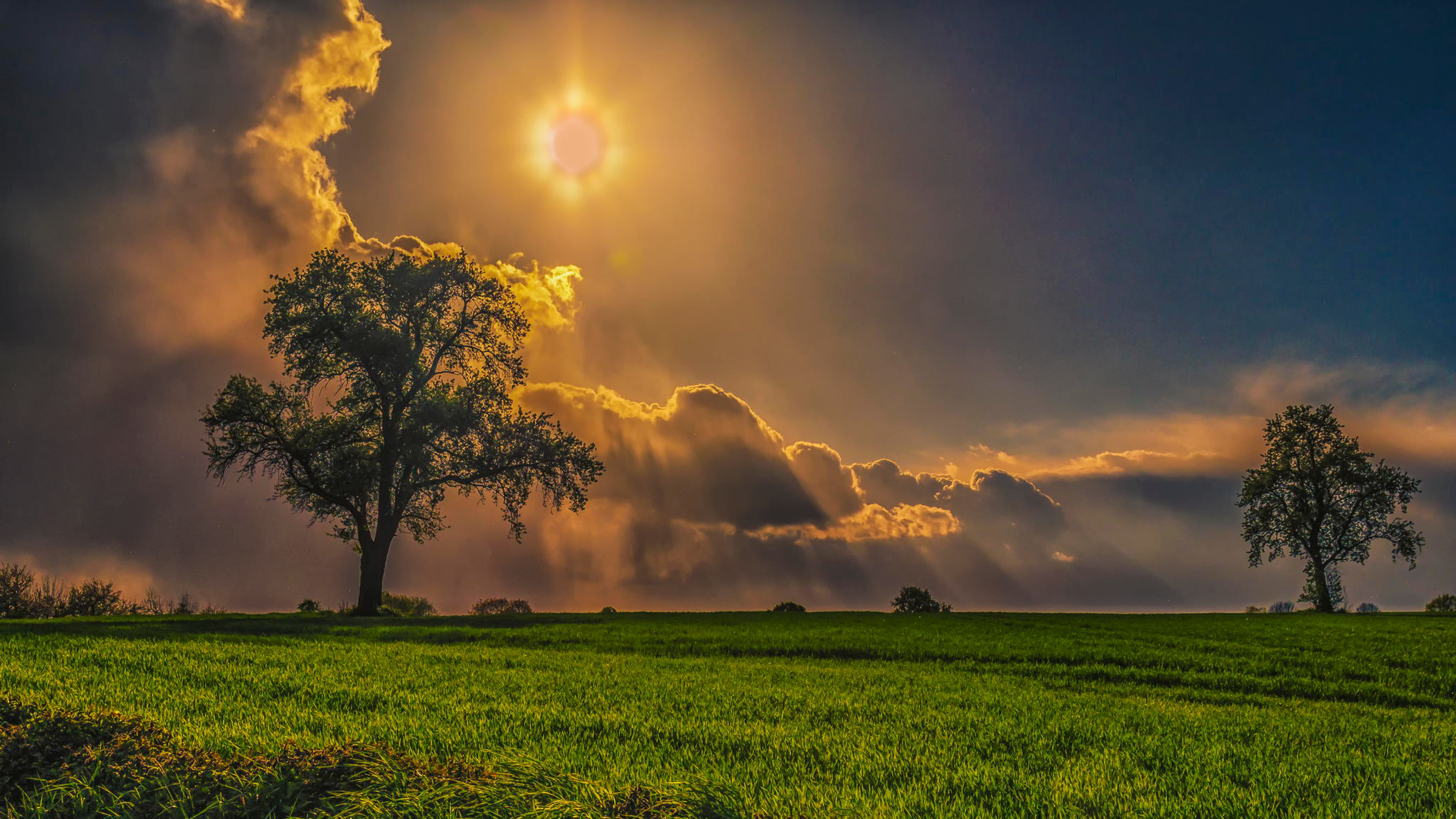 Field Trees Grass Sky 4k HD Wallpaper Image