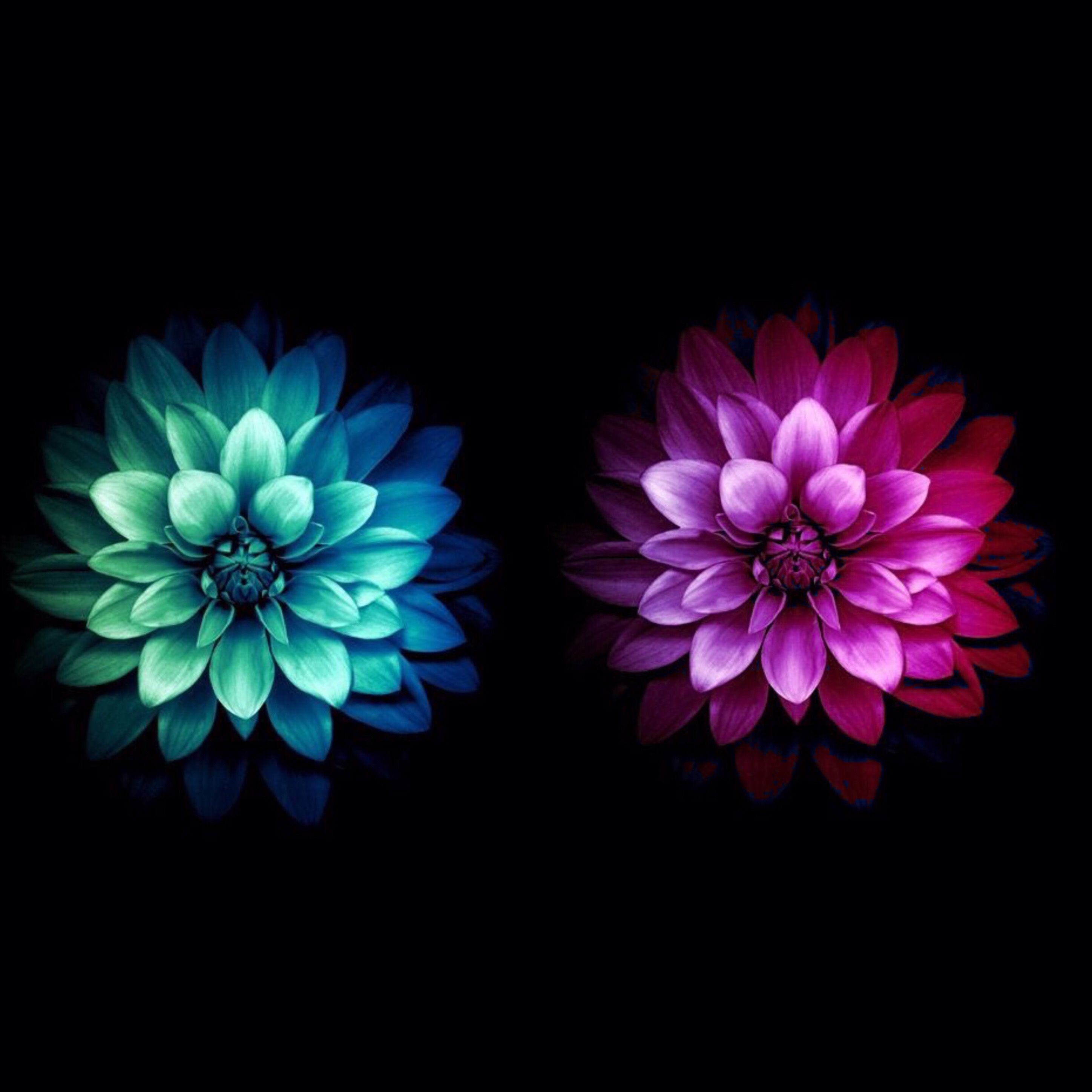Colorful Flowers iPhone Wallpaper