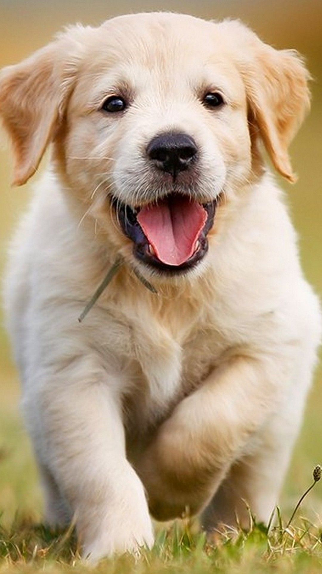 Free download Puppies Cellphone Wallpaper Best HD Wallpapers Cute puppy [1080x1920] for your
