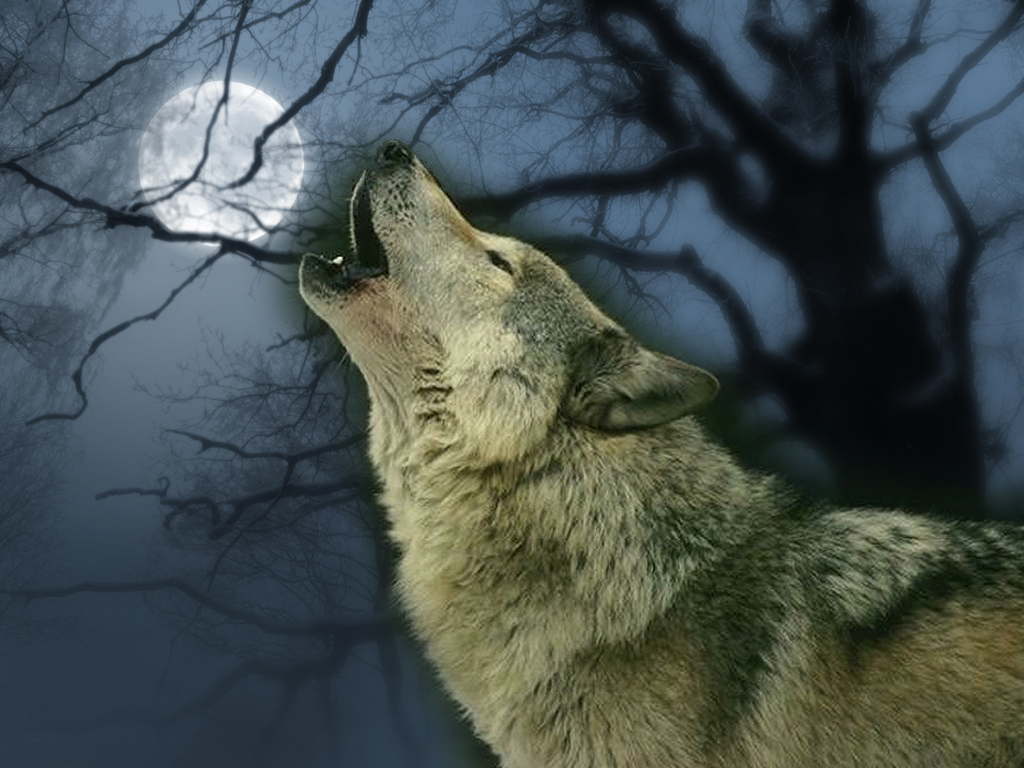 PHONEKY - wolf HD Wallpapers