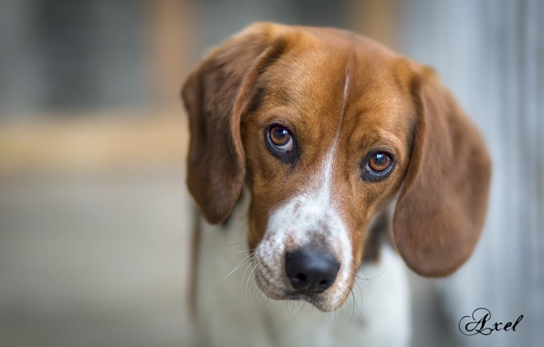 Wallpaper Dog Friend Animal Beagle Eyes
