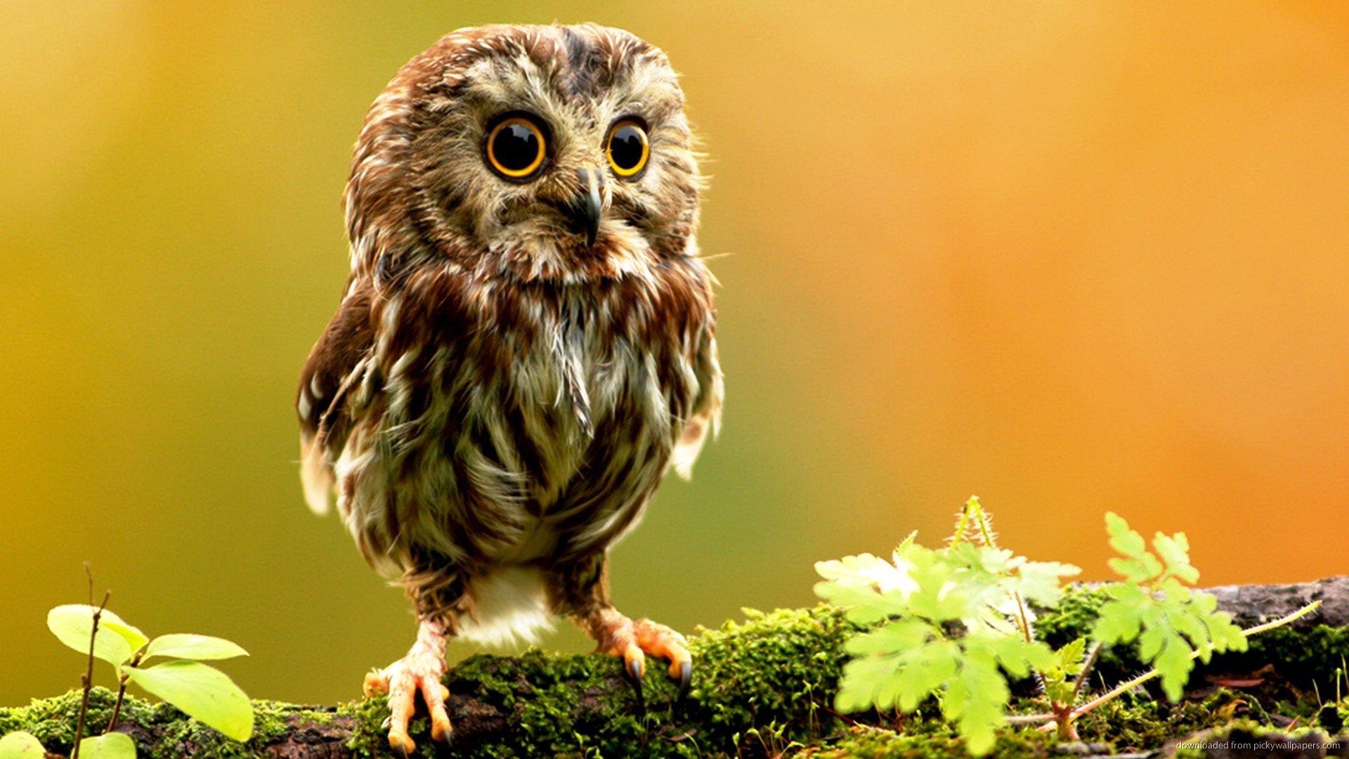 A cute baby owl perched on a mossy branch, with large, expressive eyes and soft, fluffy feathers