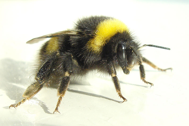 Bumble Bee Pictures Wallpaper Of
