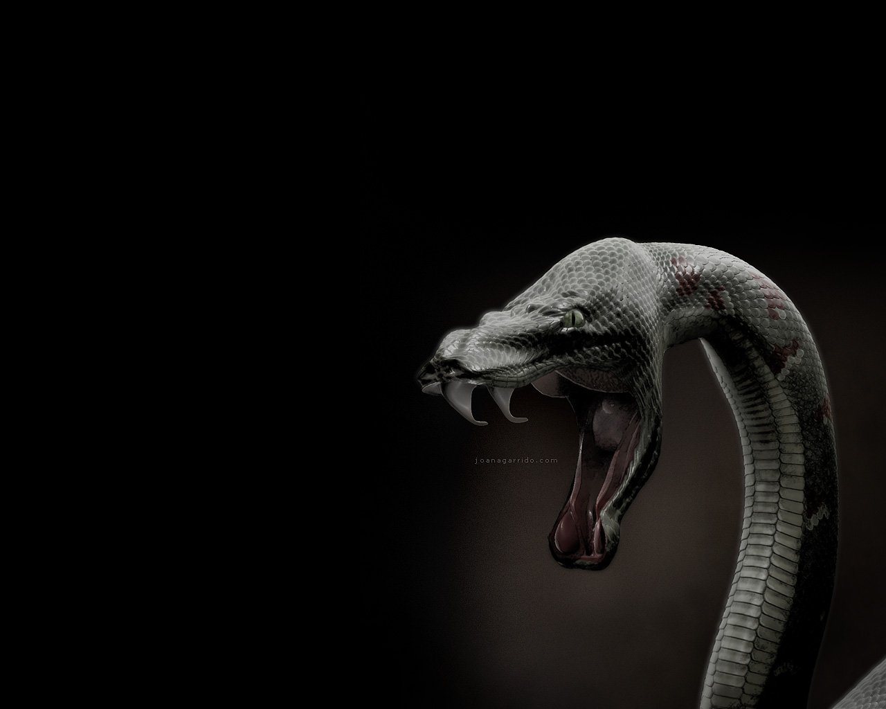Animaux Serpent Anaconda Fond D Cran