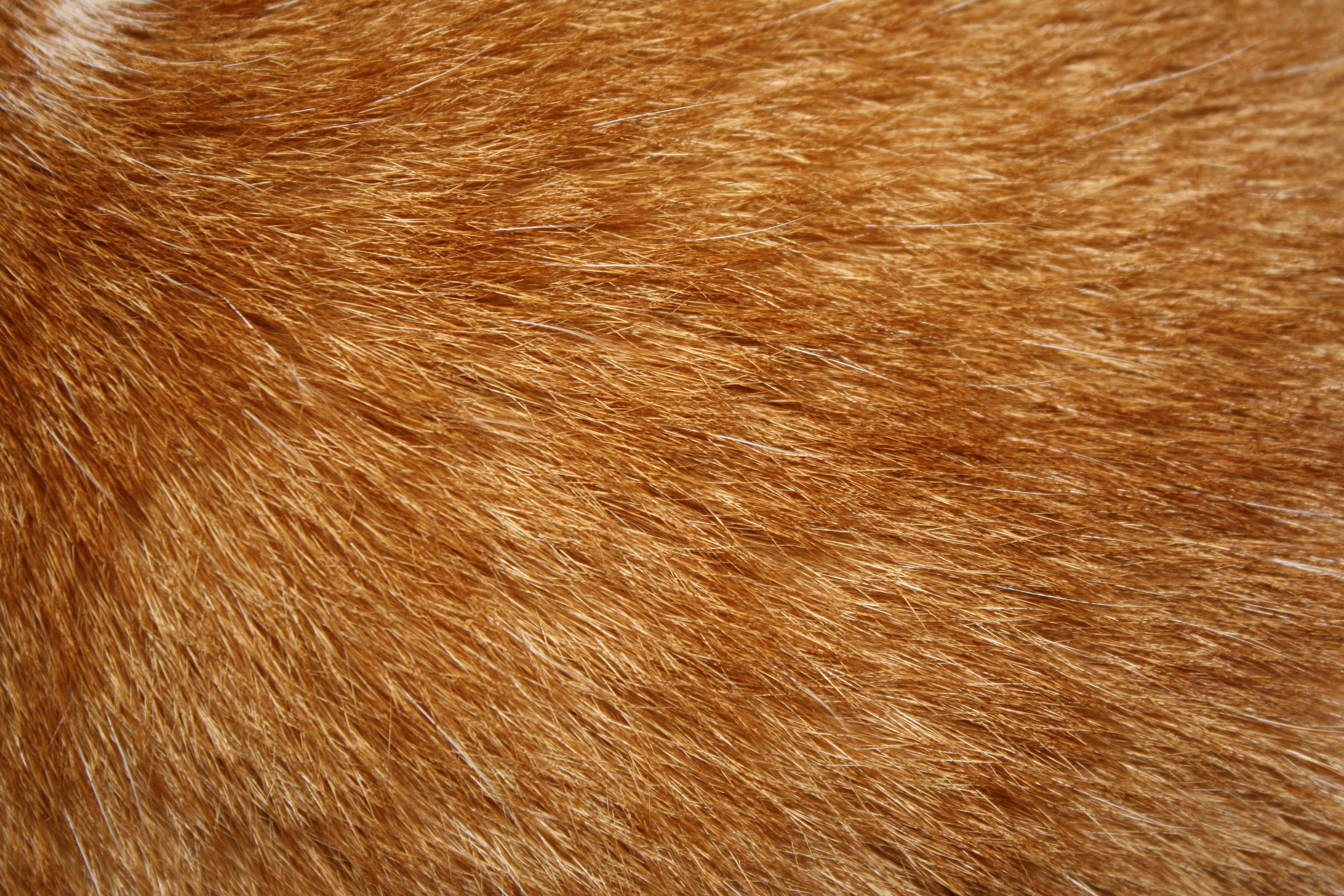 Orange Tabby Cat Fur Texture Picture Photograph Photos Public