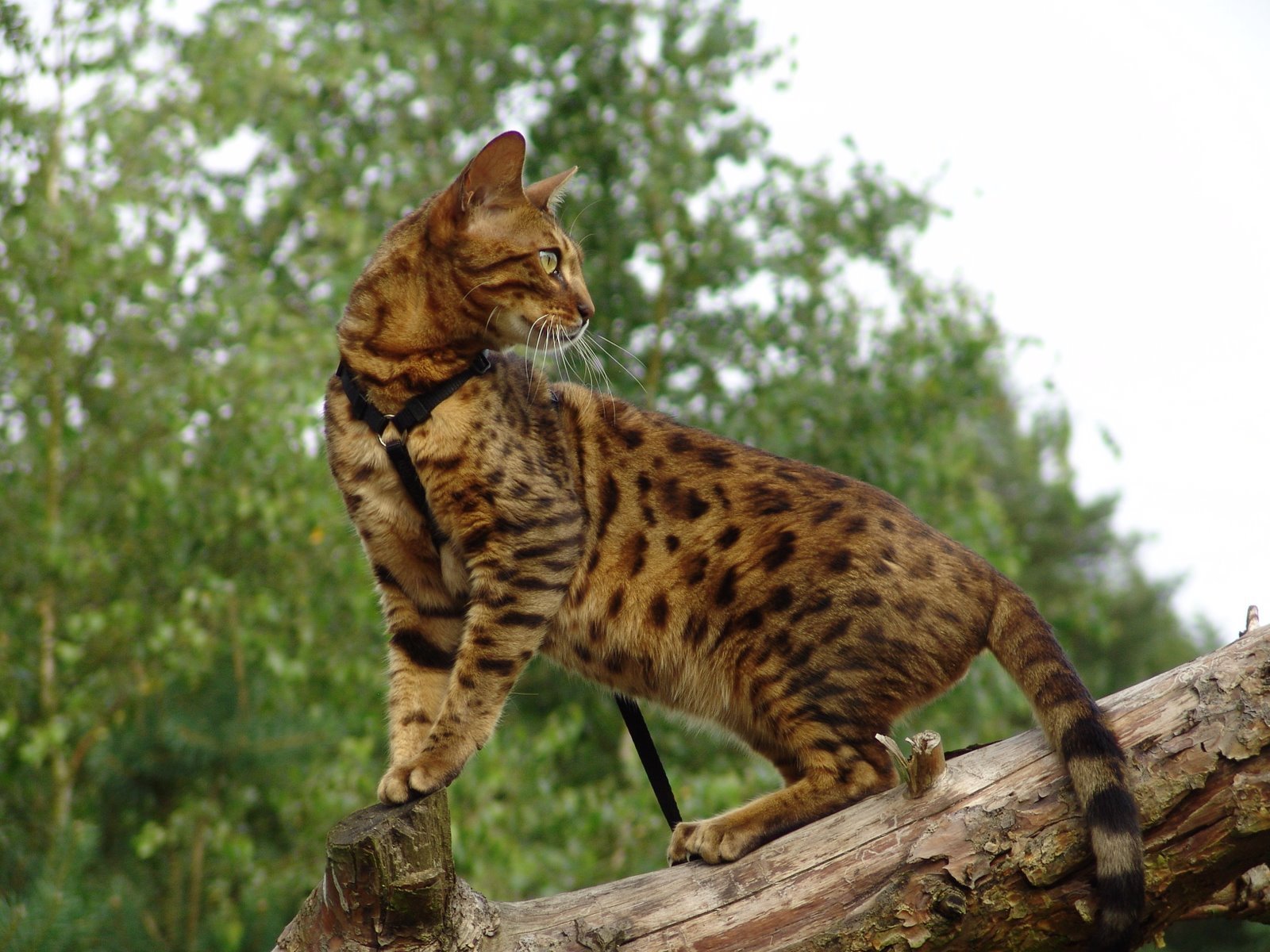 Bengal Cat On A Tree Wallpaper And Image Pictures