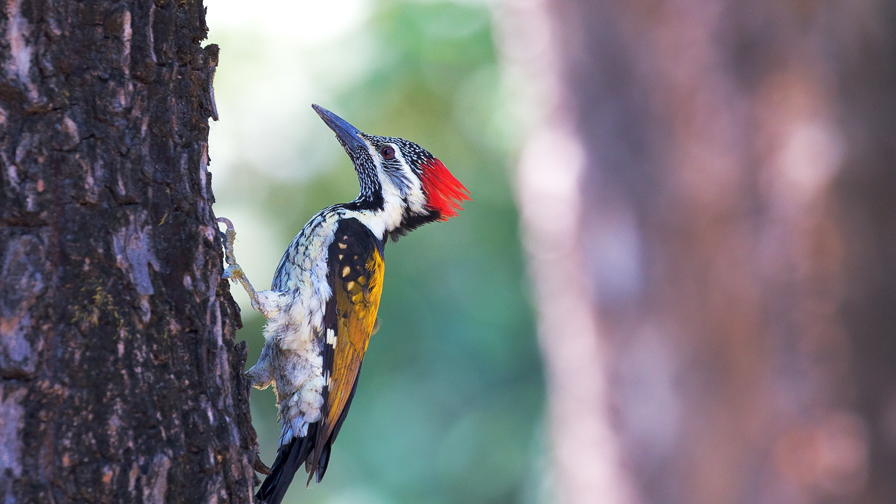 Bird Woodpecker On Tree Nature HD Wallpaper