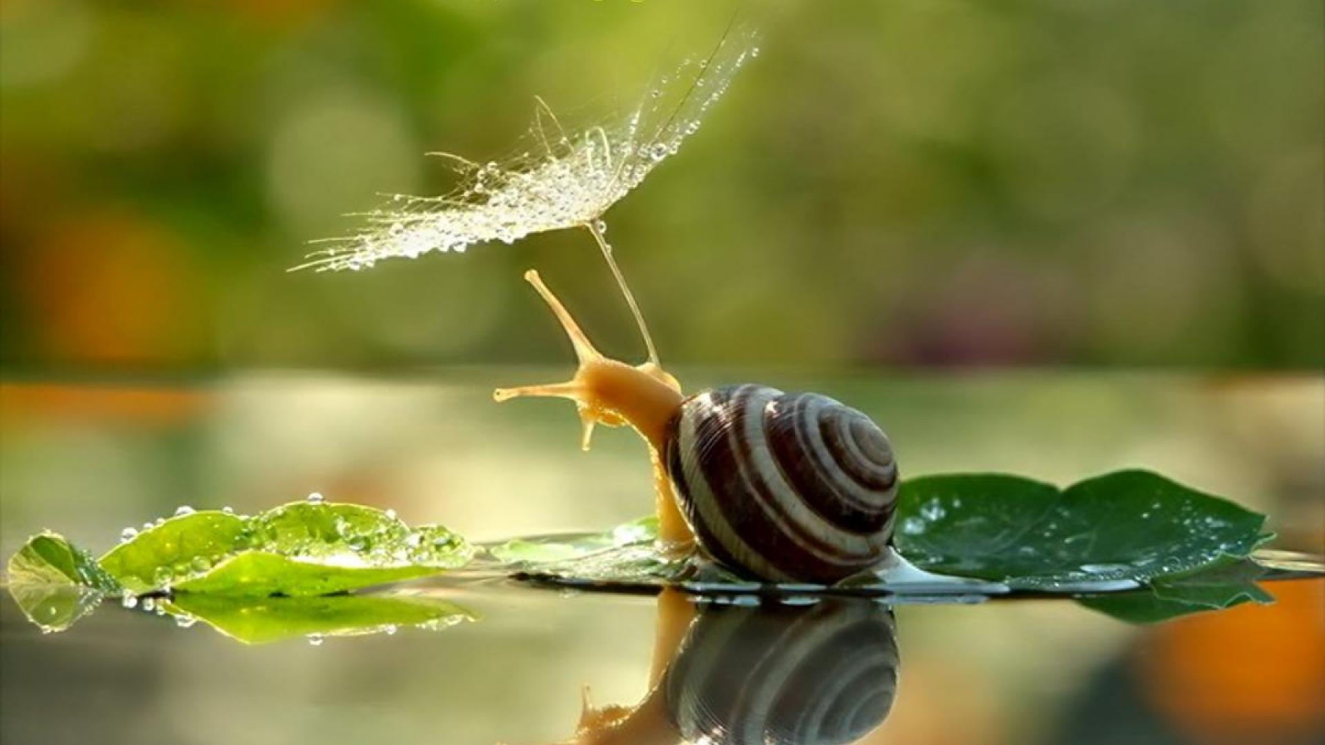 Snails Wallpaper