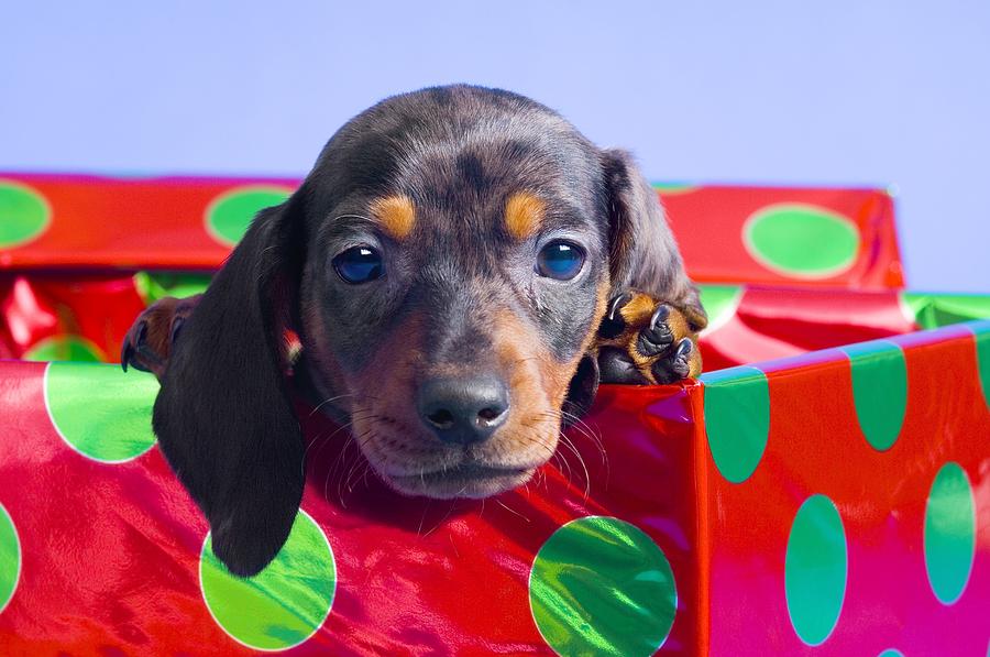 Dachshund Photo And Wallpaper Beautiful Boxing Day Pictures