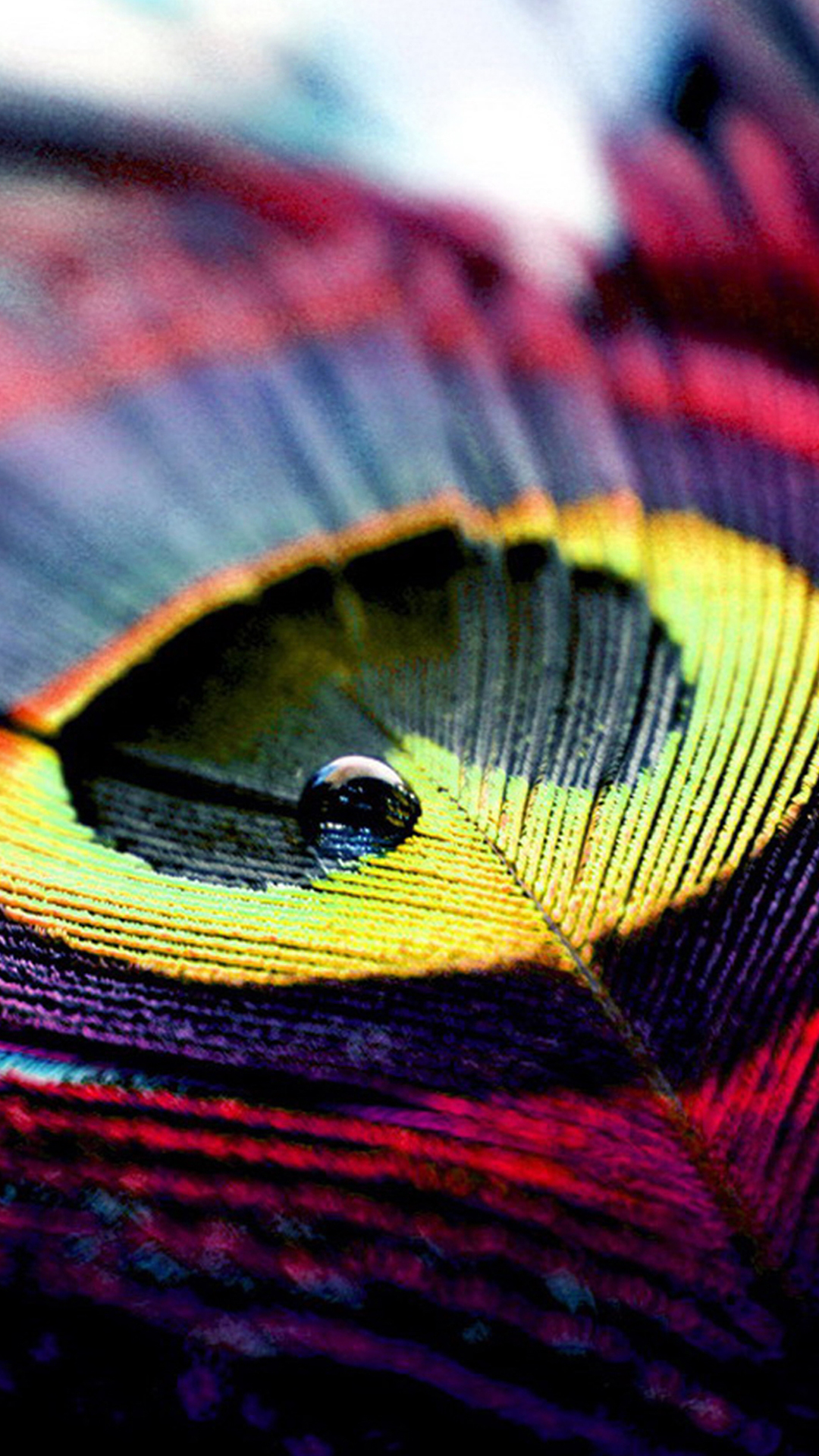 Colorful Peacock Feather Top Htc One M9 Wallpaper