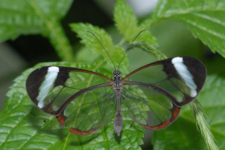 Amazing Beautiful Butterfly On Green Leaves