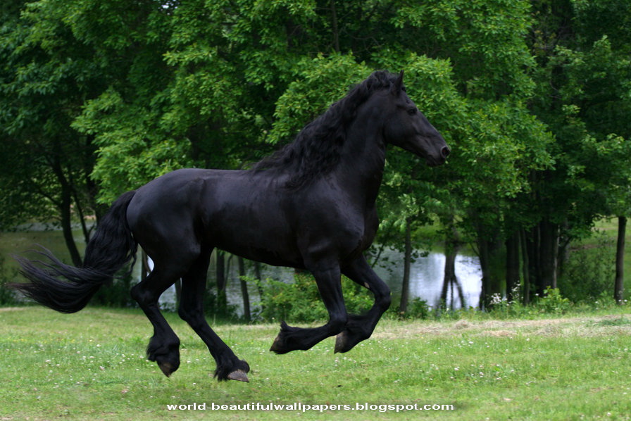 Friesian Horse Pictures Wallpaper