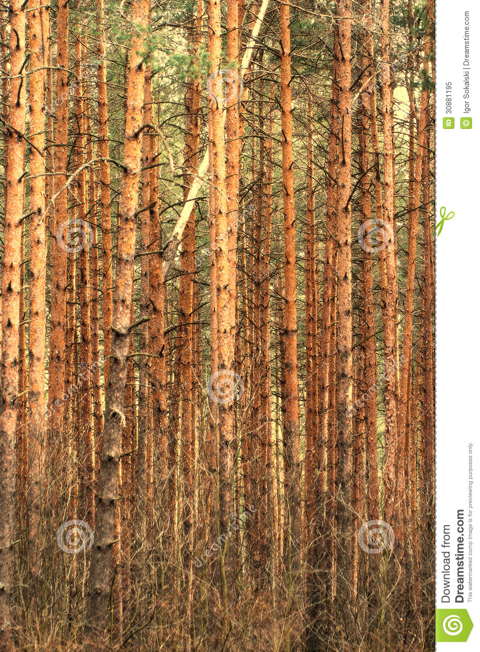  nature forest background vertical pattern consisting of pine trunks