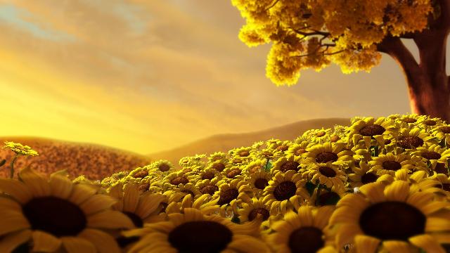 Large Beds Of Sun Kissed Sunflowers Blooming At A Time