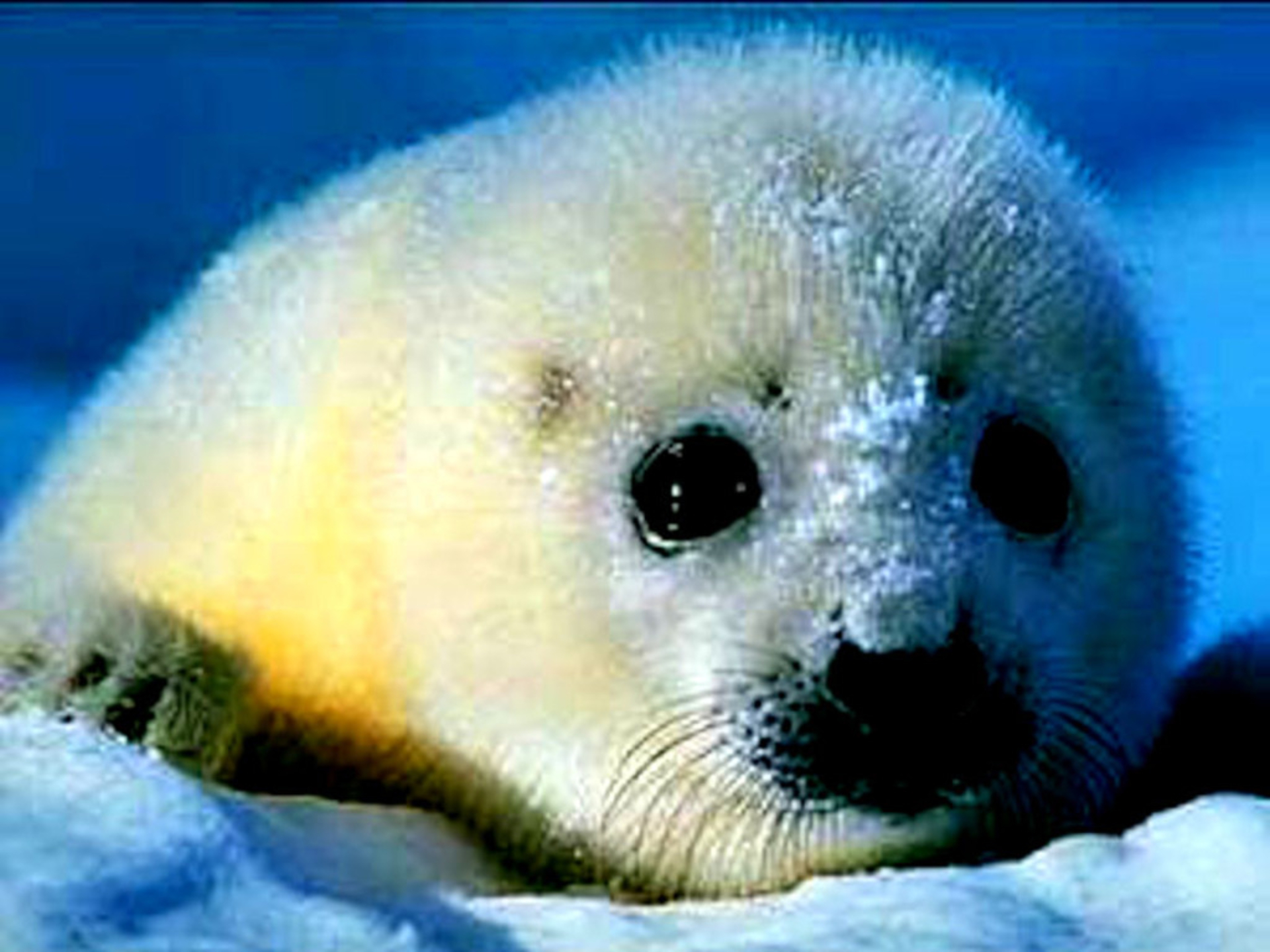 Dor27 Awesome Baby Seal Background Wallpaper