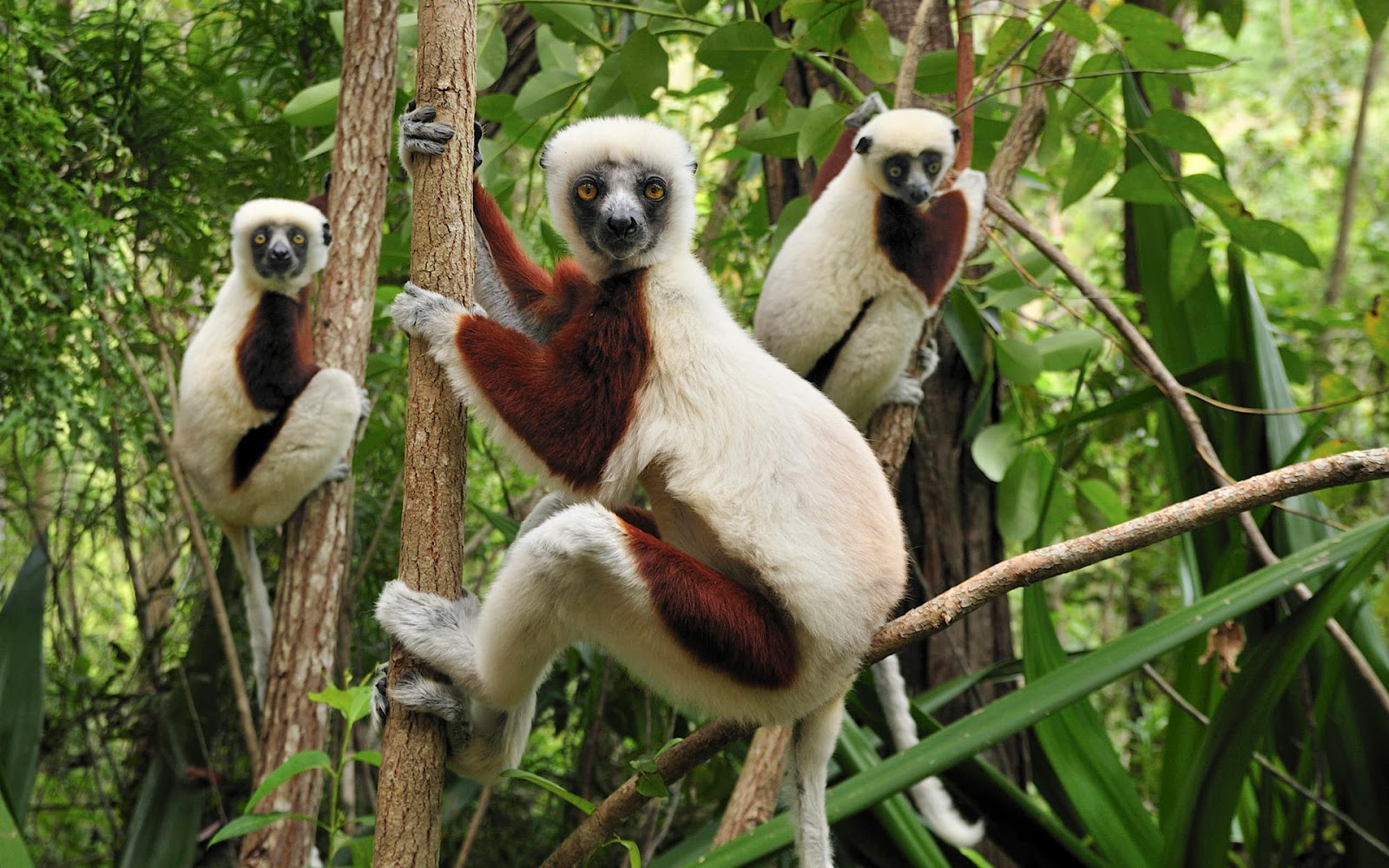Monkeys Wallpaper Full HD Cute