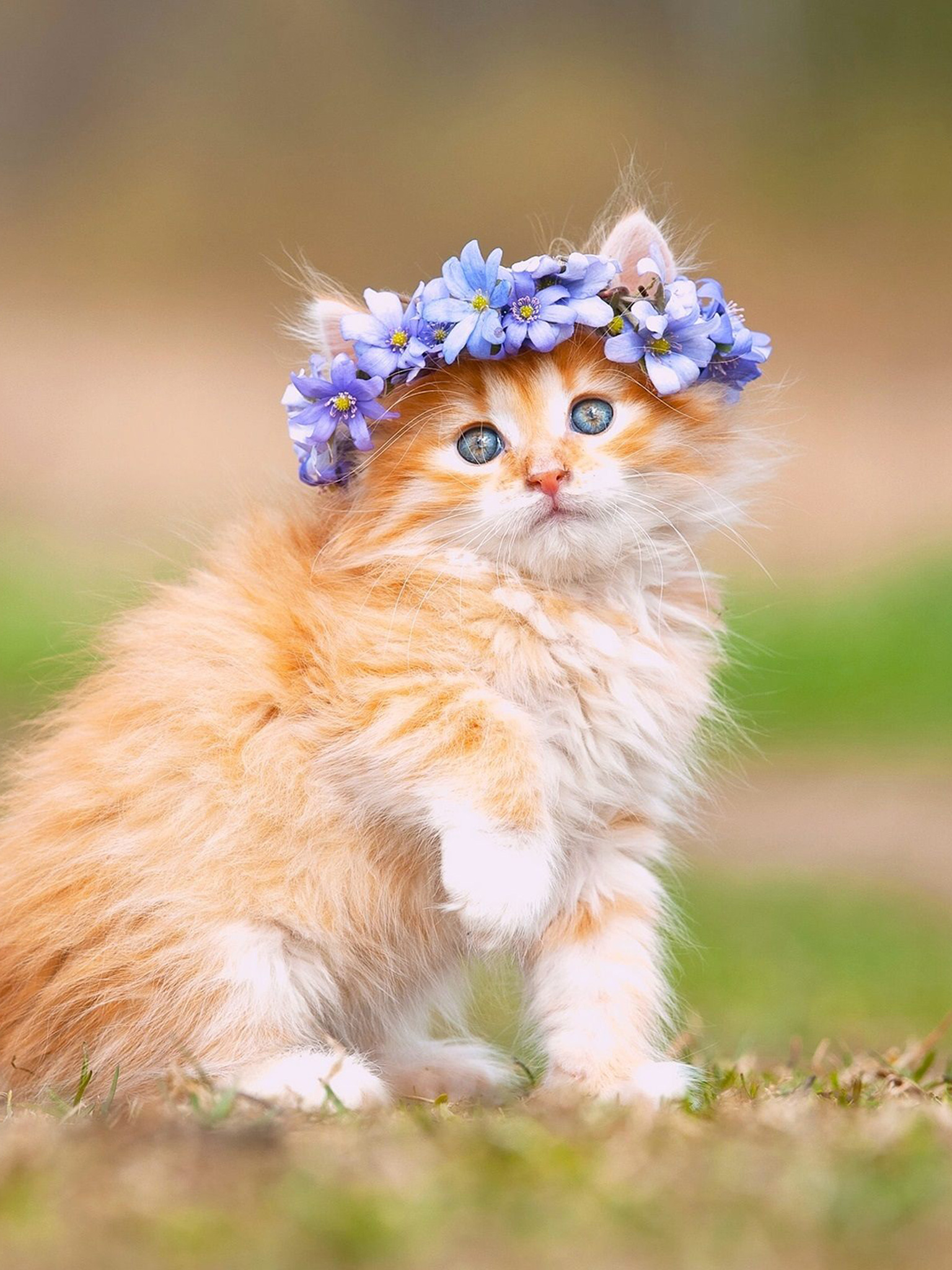 Maine Coon Kitten Cute Fluffy HD Cat Wallpaper