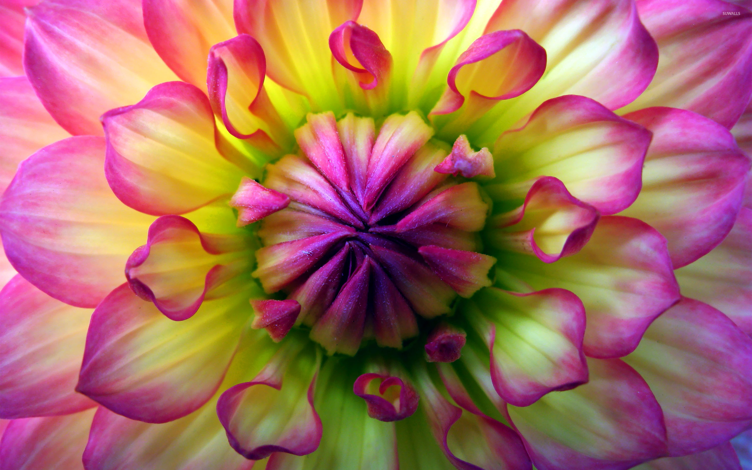 Colorful Dahlia Wallpaper Flower