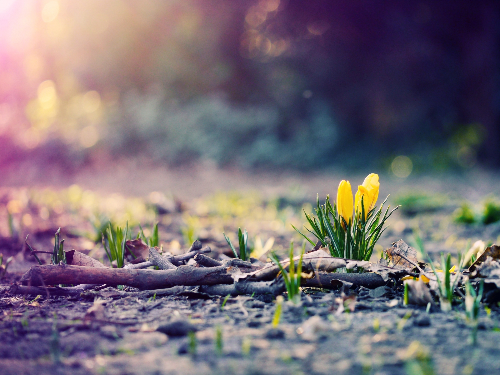 Nature Wallpaper High Resolution Spring With New Growing Flower HD